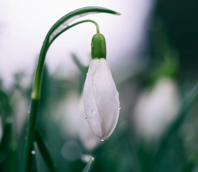 snowdrops in the rain