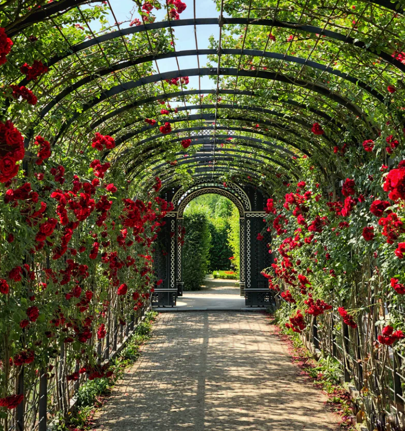 garden-red-roses